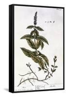 Mint Plant, 1735-Elizabeth Blackwell-Framed Stretched Canvas