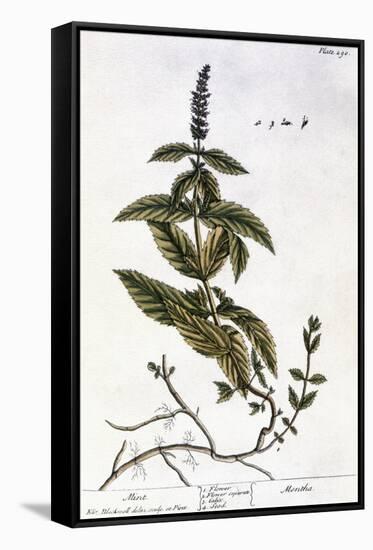 Mint Plant, 1735-Elizabeth Blackwell-Framed Stretched Canvas