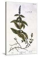 Mint Plant, 1735-Elizabeth Blackwell-Stretched Canvas