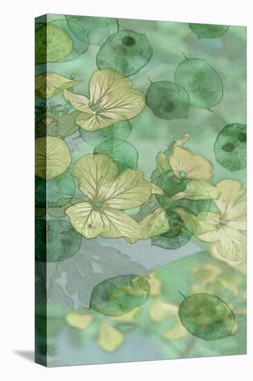 Mint Progeny II-Sharon Chandler-Stretched Canvas