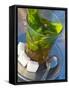 Mint Tea, Marrakech, Morocco, North Africa, Africa-Nico Tondini-Framed Stretched Canvas