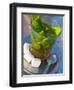 Mint Tea, Marrakech, Morocco, North Africa, Africa-Nico Tondini-Framed Photographic Print