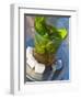 Mint Tea, Marrakech, Morocco, North Africa, Africa-Nico Tondini-Framed Photographic Print