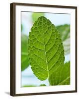 Mint-null-Framed Photographic Print