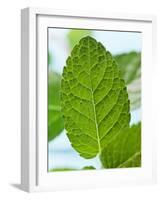 Mint-null-Framed Photographic Print