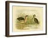 Minute Bittern, 1891-Gracius Broinowski-Framed Giclee Print