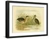 Minute Bittern, 1891-Gracius Broinowski-Framed Giclee Print