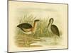 Minute Bittern, 1891-Gracius Broinowski-Mounted Giclee Print