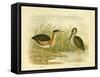 Minute Bittern, 1891-Gracius Broinowski-Framed Stretched Canvas