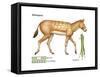 Miohippus, Extinct Ancestral Horse, Mammals-Encyclopaedia Britannica-Framed Stretched Canvas