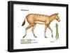 Miohippus, Extinct Ancestral Horse, Mammals-Encyclopaedia Britannica-Framed Poster