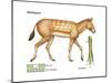 Miohippus, Extinct Ancestral Horse, Mammals-Encyclopaedia Britannica-Mounted Poster