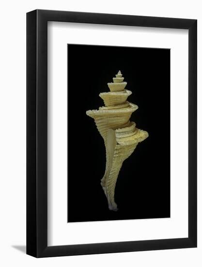 Mipus Vicdani-Paul Starosta-Framed Photographic Print