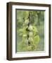 Mirabelle Plum Harvest, Hattonville Region, Meuse, Lorraine, France-Bruno Barbier-Framed Photographic Print