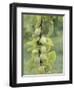 Mirabelle Plum Harvest, Hattonville Region, Meuse, Lorraine, France-Bruno Barbier-Framed Photographic Print