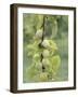 Mirabelle Plum Harvest, Hattonville Region, Meuse, Lorraine, France-Bruno Barbier-Framed Photographic Print