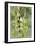 Mirabelle Plum Harvest, Hattonville Region, Meuse, Lorraine, France-Bruno Barbier-Framed Photographic Print