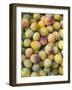 Mirabelle Plum Harvest, Hattonville Region, Meuse, Lorraine, France-Bruno Barbier-Framed Photographic Print