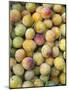 Mirabelle Plum Harvest, Hattonville Region, Meuse, Lorraine, France-Bruno Barbier-Mounted Photographic Print