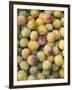 Mirabelle Plum Harvest, Hattonville Region, Meuse, Lorraine, France-Bruno Barbier-Framed Photographic Print