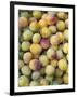 Mirabelle Plum Harvest, Hattonville Region, Meuse, Lorraine, France-Bruno Barbier-Framed Photographic Print