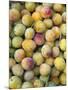 Mirabelle Plum Harvest, Hattonville Region, Meuse, Lorraine, France-Bruno Barbier-Mounted Photographic Print