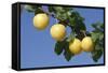 Mirabelle Plum-null-Framed Stretched Canvas
