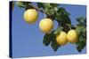 Mirabelle Plum-null-Stretched Canvas