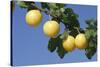 Mirabelle Plum-null-Stretched Canvas