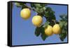 Mirabelle Plum-null-Framed Stretched Canvas