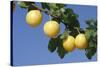 Mirabelle Plum-null-Stretched Canvas