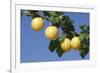 Mirabelle Plum-null-Framed Photographic Print