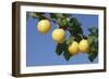 Mirabelle Plum-null-Framed Photographic Print