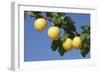 Mirabelle Plum-null-Framed Photographic Print