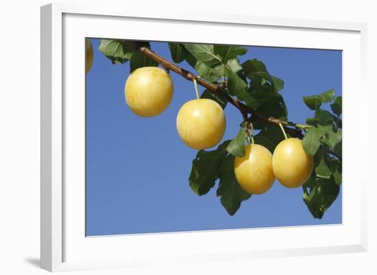 Mirabelle Plum-null-Framed Photographic Print