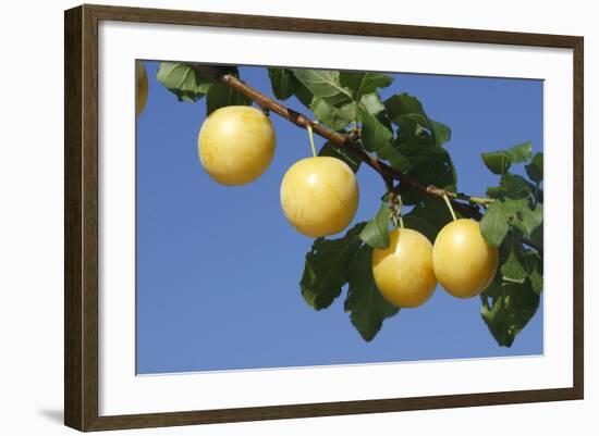 Mirabelle Plum-null-Framed Photographic Print