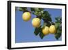 Mirabelle Plum-null-Framed Photographic Print