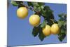 Mirabelle Plum-null-Mounted Photographic Print