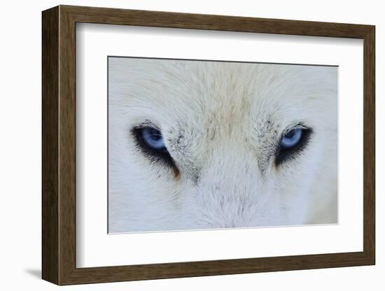 Mirada Azul-miquel angel artús-Framed Photographic Print