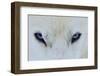 Mirada Azul-miquel angel artús-Framed Photographic Print