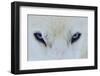 Mirada Azul-miquel angel artús-Framed Photographic Print