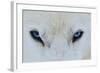 Mirada Azul-miquel angel artús-Framed Photographic Print