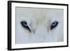 Mirada Azul-miquel angel artús-Framed Photographic Print