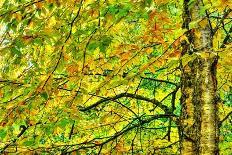 Yellow Birch Foliage-Instagram-Mirage3-Photographic Print