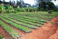 Large African Coffee Nursery-Mirage3-Photographic Print