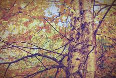 Yellow Birch Foliage-Instagram-Mirage3-Photographic Print
