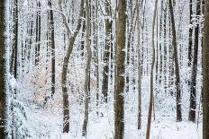 Snow Laden Forest Trees-Miramira-Photographic Print