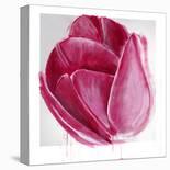 Samba Tulip Bloom-Miranda York-Stretched Canvas