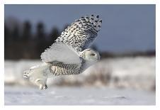 Great Grey Owl Winter Portrait-Mircea Costina-Photographic Print