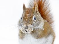 Christmas Squirrel-Mircea Costina-Photographic Print